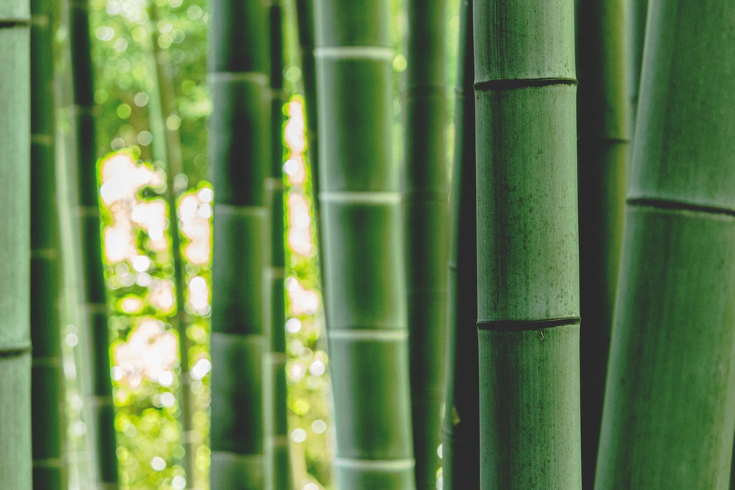 bamboo