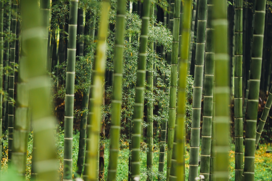 Bambu ecologico arredamento